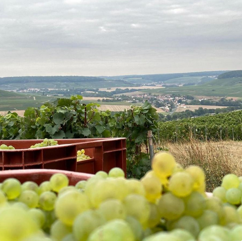 Champagne Gaudinat-Boivin - Le Vignoble